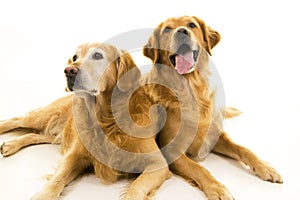 Two Golden Retriever Dogs