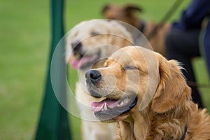 Two Golden Retriever dogs relaxing after her training at dog school