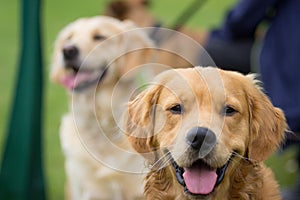 Two Golden Retriever dogs relaxing after her training at dog school