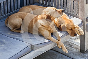 Two golden retriever dogs sleep on blue pillows on the terrace, in the sunlight