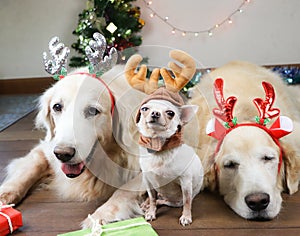 Two Golden retriever dogs and white short hair  chihuahua dog wearing reindeer headband lying down close together on the floor