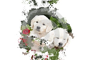 Two golden retriever puppies in a floral frame isolated on white background.