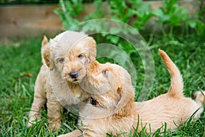 two golden retriever puppies loving and kissing on each other outside in the grass