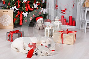 Two golden retriever puppies near christmas tree with gifts.