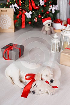 Two golden retriever puppies near christmas tree with gifts.