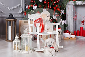 Two golden retriever puppies near christmas tree with gifts.