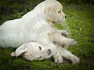 Two golden retriever puppies playing on the grass