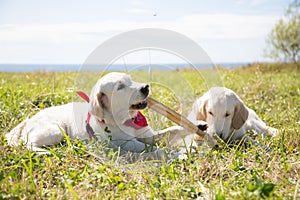 Two golden retriever puppies playing with the stick. Two dogs are playing on the grass on a sea and sky background