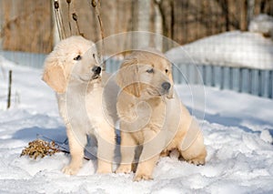 Two golden retriever puppies in snow
