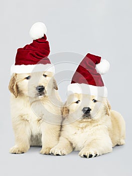 Two Golden Retriever puppies wearing a Santa hats