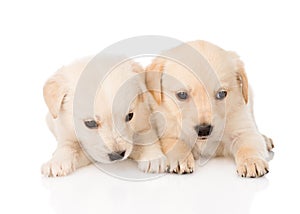 Two golden retriever puppy dog lying together. isolated on white