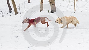 Two golden retriever and ridgeback dogs are running in the snow in a winter park