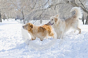 Two golden retrievers