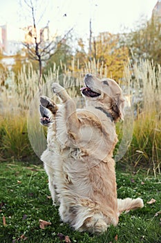two golden retrievers carry out the command of the owner.