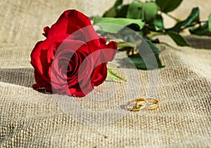 Two wedding rings and a red rose on rustic background with copy photo