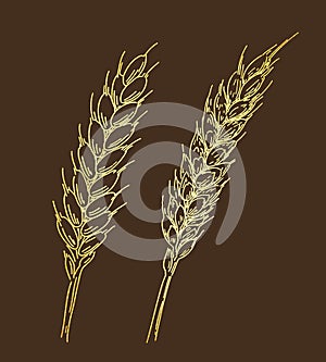 Two golden ripe ears of wheat. Sketched hand drawn vector