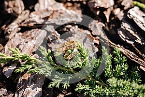 Two golden wedding rings on decorative sawdust near a conifer branch. Macro photo