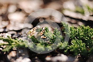 Two golden wedding rings on decorative sawdust near a conifer branch. Macro photo