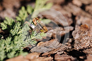 Two golden wedding rings on decorative sawdust near a conifer branch. Macro photo