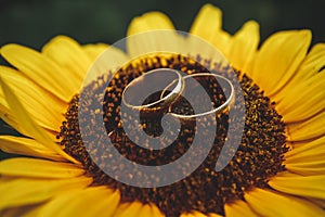 Two golden wedding rings lie on large sunflower with blue sky background