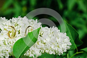 Two golden wedding rings lying on white lilac flowers against green leafs background outdoors.