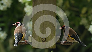 Two Goldfinches eating seeds, sunflower hearts, from a wooden bird feeder in a British garden during summer