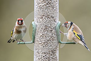 Two Goldfinches Enjoying Sunflower Heart Seeds on Bird Feeder