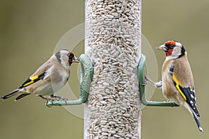 Two Goldfinches Enjoying Sunflower Seed Hearts on Bird Feeder