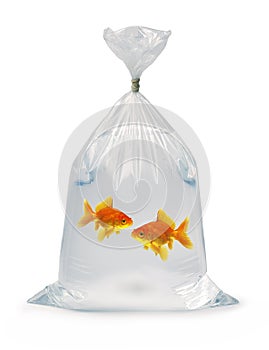 Two Goldfish in a bag photo