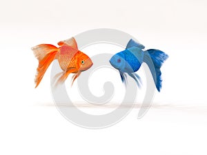 Two goldfish differently.