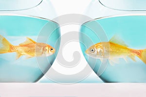 two goldfish facing each other in separate fish bowls studio shot