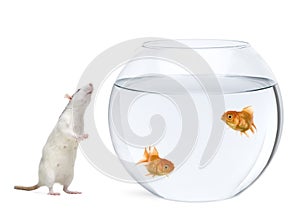 Two goldfish in fish bowl, rat smelling nearby