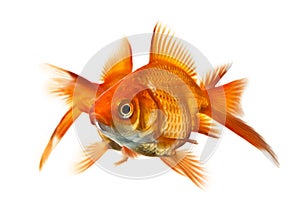 Two goldfish isolated on white