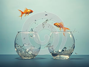two goldfish jumping into one another