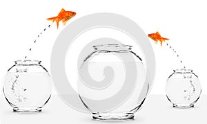 Two goldfish jumping to bigger fishbowl photo