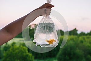 Two goldfish in plastic packaging. Female hand holds package with fishes. In the background forest, trees, bushes and