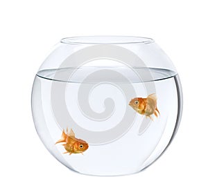 Two goldfish swimming in fish bowl