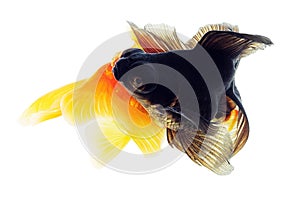 Two Goldfish on White