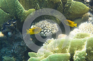 Two goldfish in yellow-green corals.