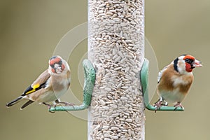 Two golfinches seed feeder