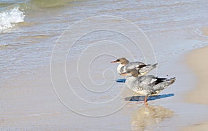 Two goosanders Mergus merganser stand on the sandy beach on Baltic Sea coast, Slowinski National Park, Baltic Sea, near Leba,