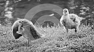 Two goose babies at BÃÂ¼rgerpark, Braunschweig