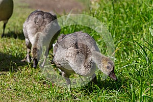 Two goose fledglings