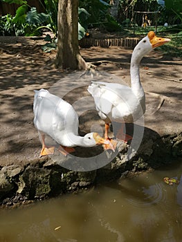 Two goose standing looking complacent near Bank of river