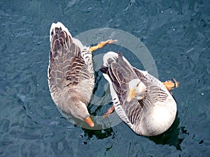 Two gooses photo