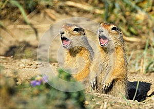 Two gophers