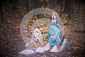 Two gorgeous Afghan hounds in beautiful shawls