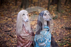 Two gorgeous Afghan hounds in beautiful shawls