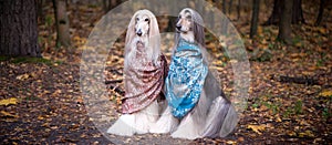 Two gorgeous Afghan hounds in beautiful shawls