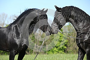 Two gorgeous friesian stallions meeting each other